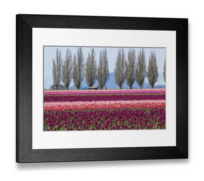 Framed Print : North America, United States, Washington, Mount Vernon, tulip fields bloom Framed Print : North America, United States, Washington, Mount Vernon, tulip fields bloom