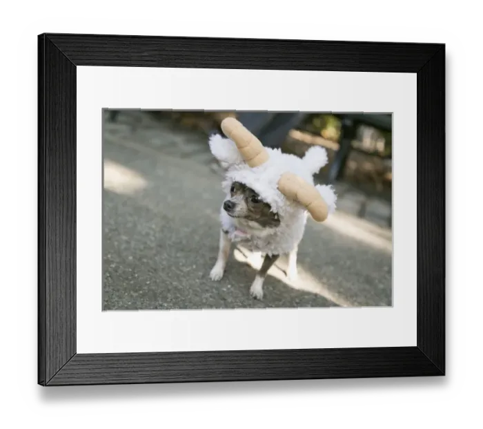 Framed Print : New York City, New York, USA. Pet Halloween contest at Thompkins Square Park Framed Print : New York City, New York, USA. Pet Halloween contest at Thompkins Square Park