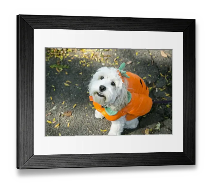 Framed Print : New York City, New York, USA. Pet Halloween contest at Thompkins Square Park Framed Print : New York City, New York, USA. Pet Halloween contest at Thompkins Square Park