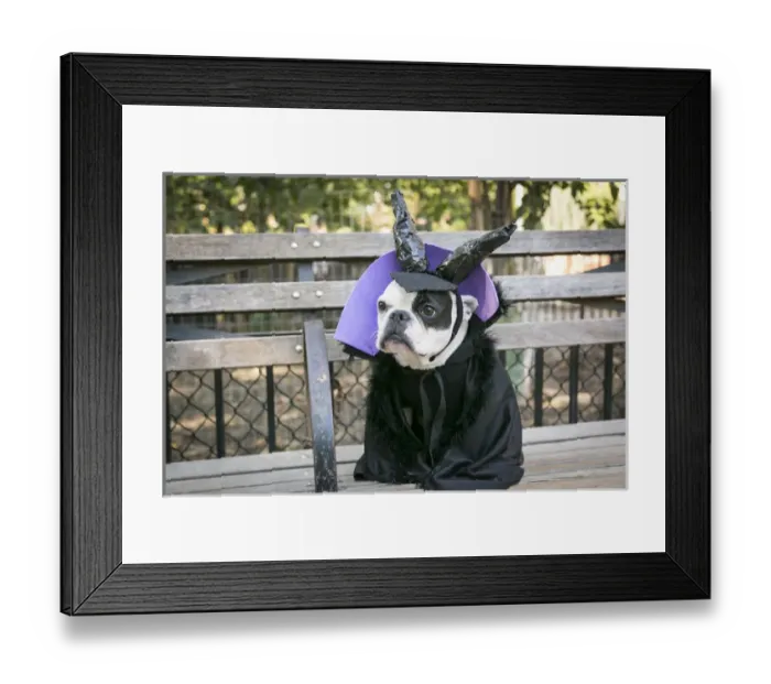 Framed Print : New York City, New York, USA. Pet Halloween contest at Thompkins Square Park Framed Print : New York City, New York, USA. Pet Halloween contest at Thompkins Square Park