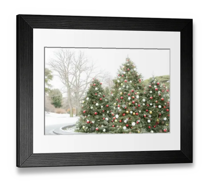 Framed Print : New York City, New York, USA. Christmas trees in the Botanical Garden Framed Print : New York City, New York, USA. Christmas trees in the Botanical Garden