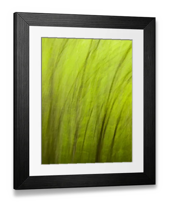 Framed Print : USA, North Carolina, Great Smoky Mountains National Park, Abstract of trees created Framed Print : USA, North Carolina, Great Smoky Mountains National Park, Abstract of trees created