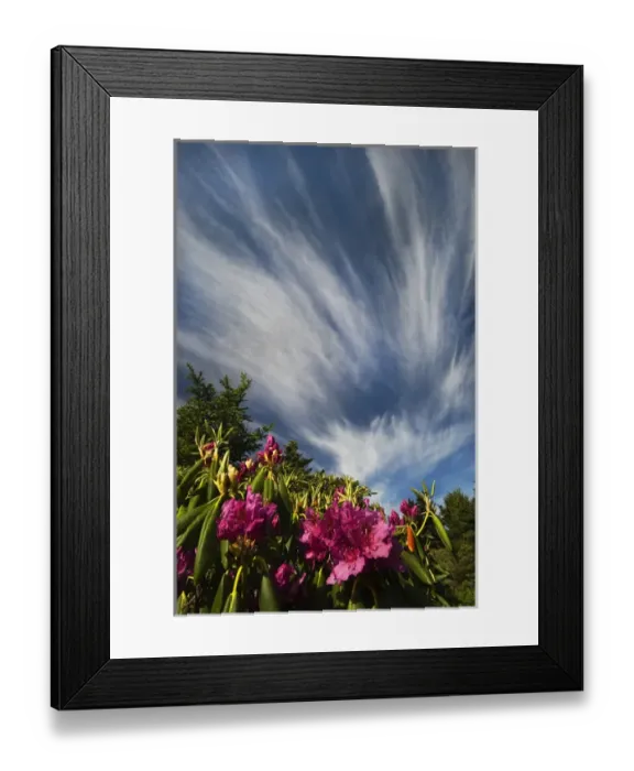 Framed Print : USA, North Carolina. USA, North Carolina. Catawba rhododenrons and sky. Credit as Framed Print : USA, North Carolina. USA, North Carolina. Catawba rhododenrons and sky. Credit as