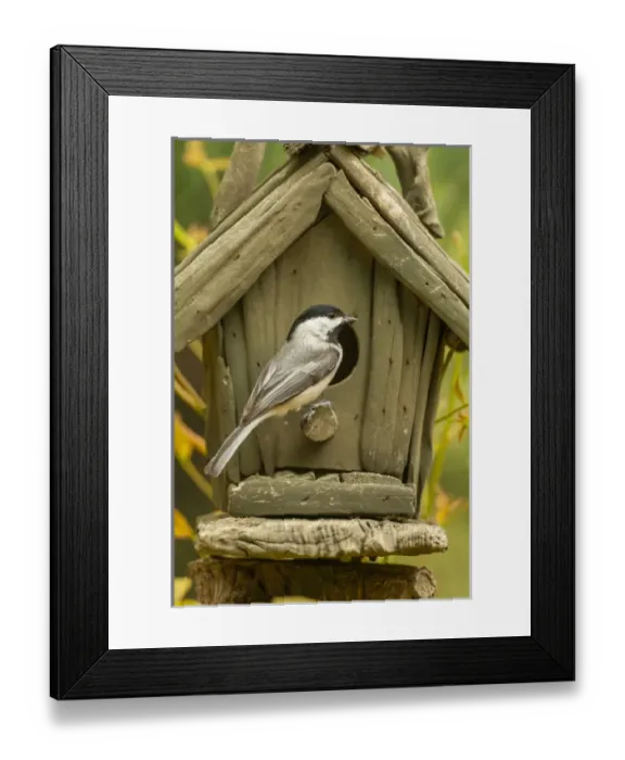 Framed Print : USA, North Carolina, Guilford County. Carolina chickadee at birdhouse. Credit as Framed Print : USA, North Carolina, Guilford County. Carolina chickadee at birdhouse. Credit as