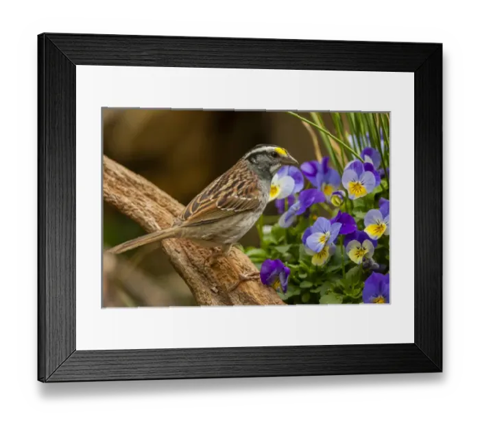 Framed Print : USA, North Carolina, Guilford County. White-throated sparrow on limb