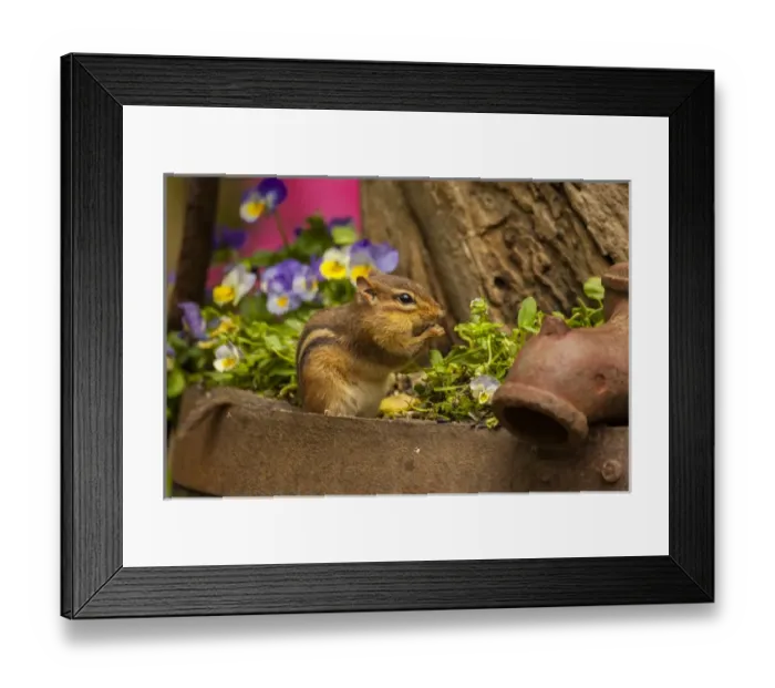 Framed Print : USA, North Carolina. Close-up of eastern chipmunk Framed Print : USA, North Carolina. Close-up of eastern chipmunk