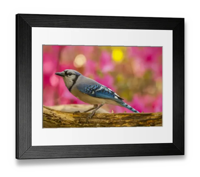 Framed Print : USA, North Carolina, Guilford County. Close-up of blue jay Framed Print : USA, North Carolina, Guilford County. Close-up of blue jay