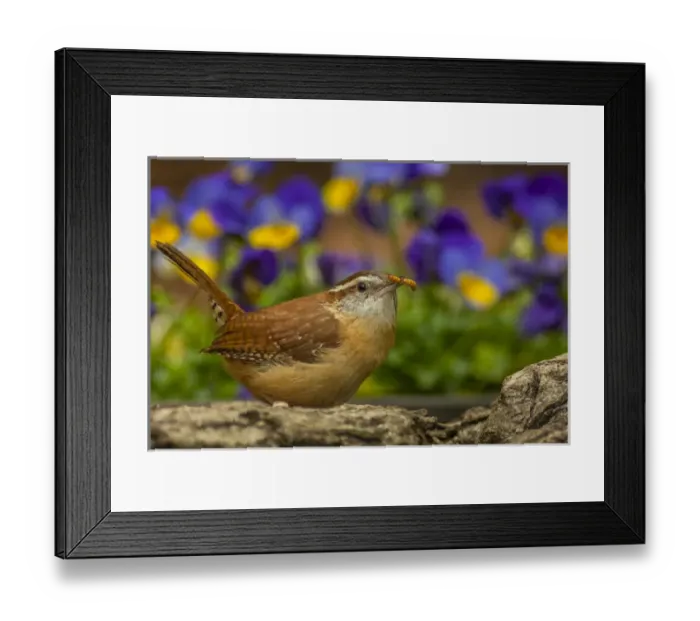 Framed Print : USA, North Carolina, Guilford County. Carolina wren eating worm Framed Print : USA, North Carolina, Guilford County. Carolina wren eating worm