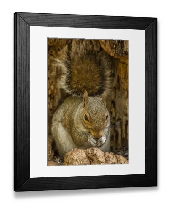 Framed Print : USA, North Carolina. Gray squirrel eating Framed Print : USA, North Carolina. Gray squirrel eating