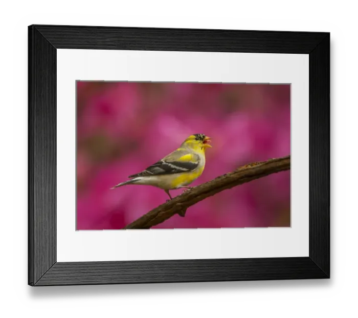 Framed Print : USA, North Carolina, Guilford County. American goldfinch singing