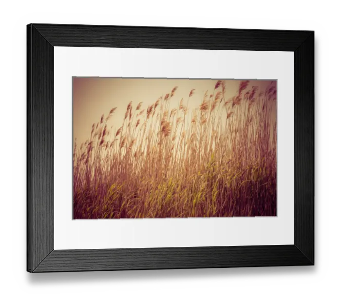 Framed Print : Beach grass waving in the wind, Fire Island, New York, USA