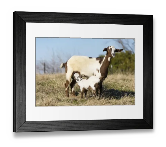 Framed Print : US, TN. Domestic goat nurses kid Framed Print : US, TN. Domestic goat nurses kid