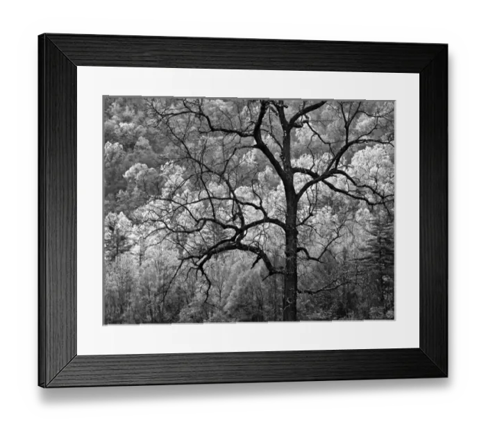 Framed Print : USA, North Carolina, Great Smoky Mountains National Park, Dawns early light Framed Print : USA, North Carolina, Great Smoky Mountains National Park, Dawns early light