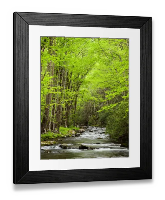 Framed Print : USA, North Carolina, Great Smoky Mountains National Park, Straight Fork flows through Framed Print : USA, North Carolina, Great Smoky Mountains National Park, Straight Fork flows through