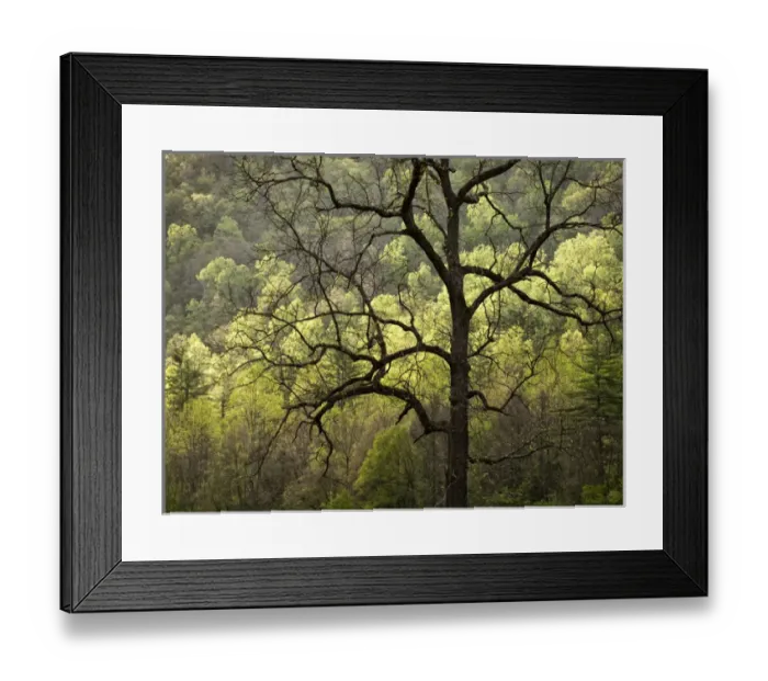 Framed Print : USA, North Carolina, Great Smoky Mountains National Park, Dawns early light Framed Print : USA, North Carolina, Great Smoky Mountains National Park, Dawns early light