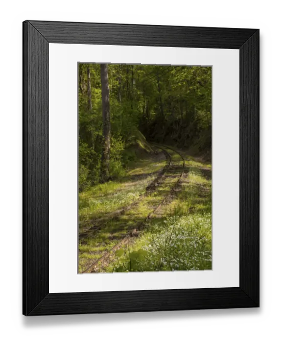 Framed Print : USA, North Carolina. Overgrown abandoned rail line