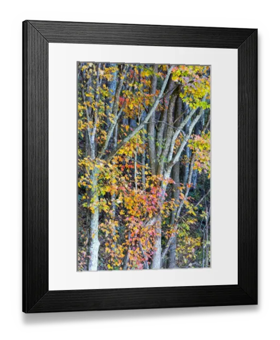 Framed Print : North Carolina, Blue Ridge Parkway Framed Print : North Carolina, Blue Ridge Parkway