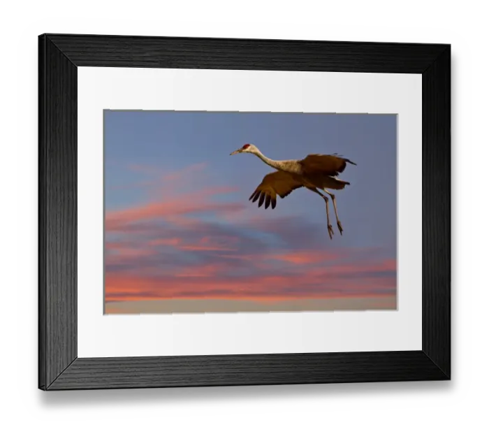 Framed Print : Sandhill Crane (Grus canadensis) landing at sunset Framed Print : Sandhill Crane (Grus canadensis) landing at sunset