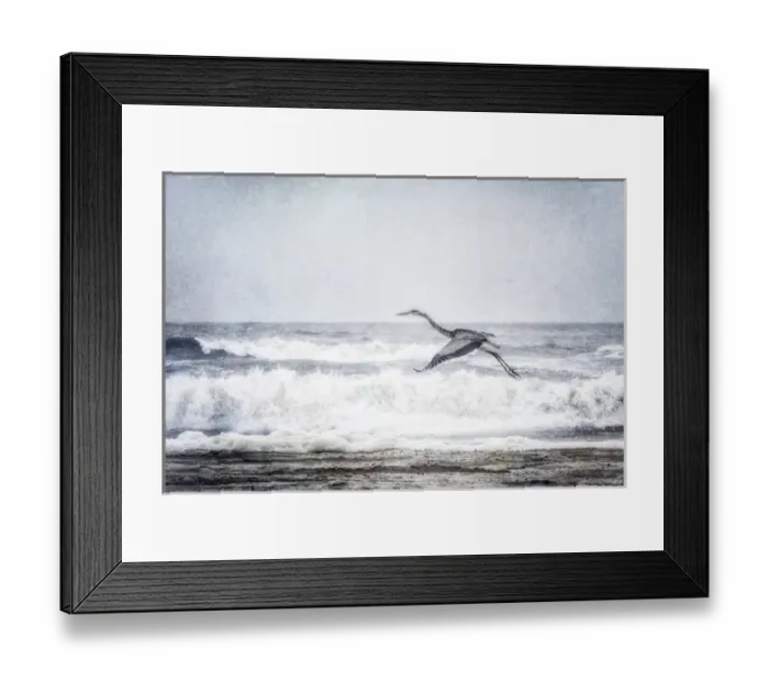 Framed Print : Great Blue Heron in flight at the ocean: Outer Banks, North Caroline Framed Print : Great Blue Heron in flight at the ocean: Outer Banks, North Caroline