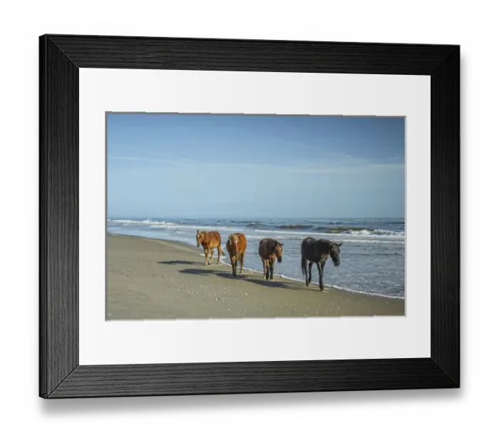 Framed Print : A group of wild Spanish Mustangs of Corolla walking along the beach Framed Print : A group of wild Spanish Mustangs of Corolla walking along the beach