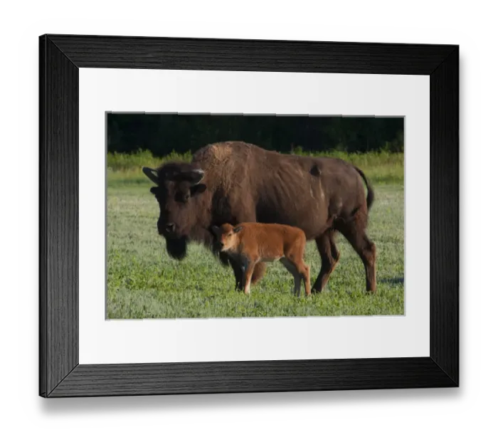 Framed Print : North America, USA, Theodore Roosevelt National Park, American Bison (Bison bison) Framed Print : North America, USA, Theodore Roosevelt National Park, American Bison (Bison bison)