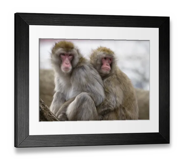 Framed Print : Two Japanese macaques huddling at the Cincinnati Zoo Framed Print : Two Japanese macaques huddling at the Cincinnati Zoo