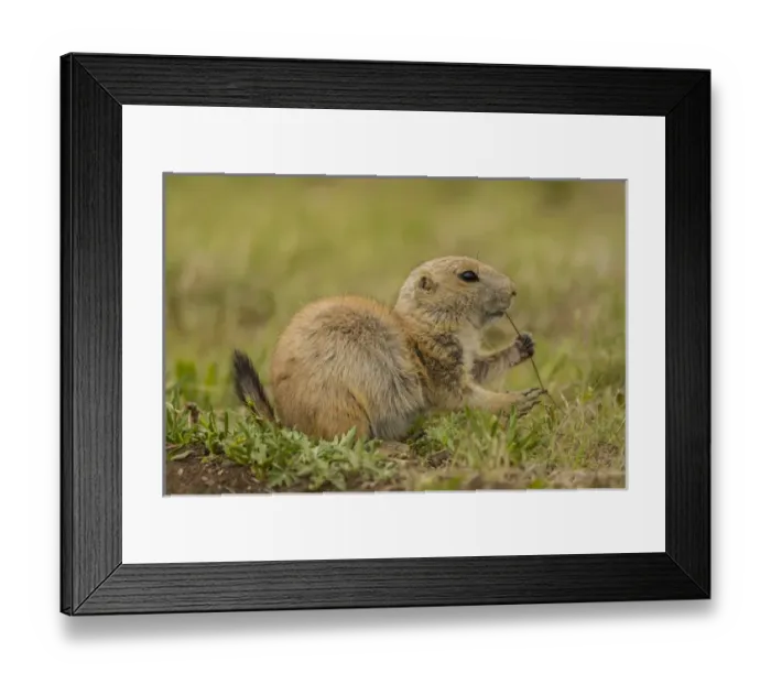 Framed Print : USA, Oklahoma, Wichita Mountains National Wildlife Refuge. Aggressive black-tailed prairie dog