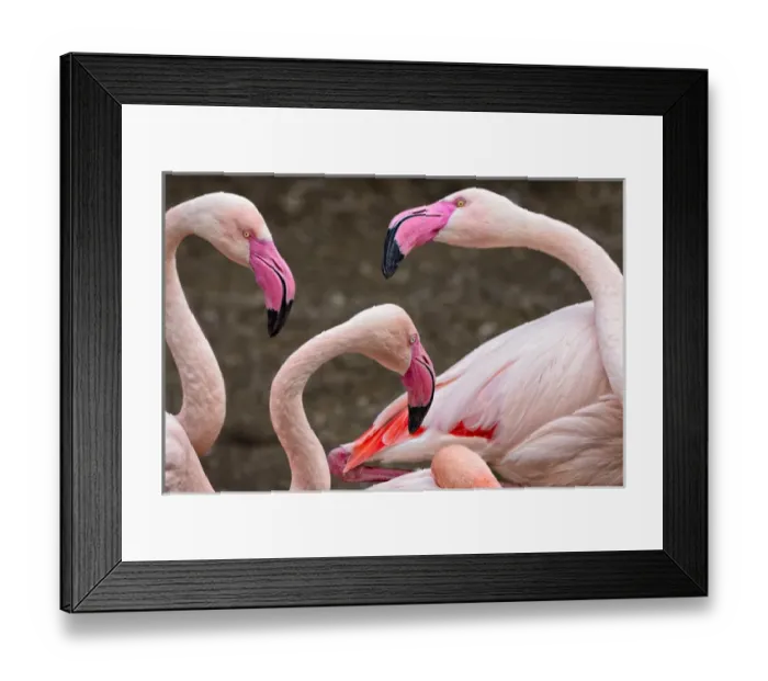 Framed Print : Greater flamingos (captive). Cincinnati Zoo, Ohio