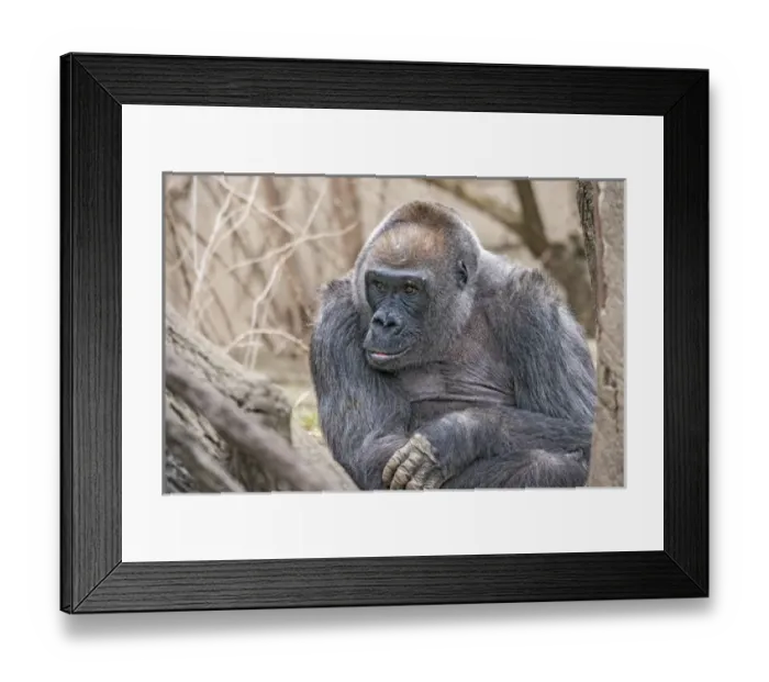 Framed Print : Samantha is a 44-year-old western lowland gorilla. Cincinnati Zoo, Ohio Framed Print : Samantha is a 44-year-old western lowland gorilla. Cincinnati Zoo, Ohio
