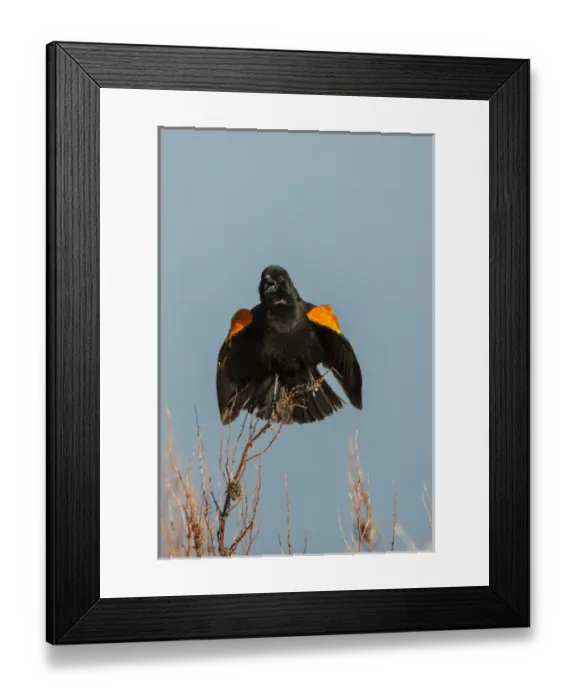 Framed Print : USA, Utah, Bear River National Wildlife Refuge. Red-winged blackbird on limb. Credit as Framed Print : USA, Utah, Bear River National Wildlife Refuge. Red-winged blackbird on limb. Credit as
