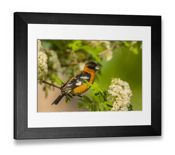 Framed Print : USA, Oregon, Malheur National Wildlife Refuge. Black-headed grosbeak on limb. Credit as Framed Print : USA, Oregon, Malheur National Wildlife Refuge. Black-headed grosbeak on limb. Credit as