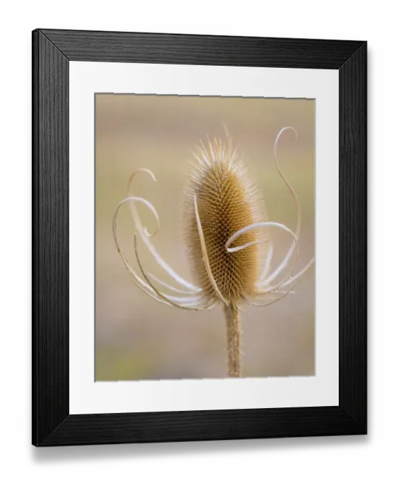 Framed Print : USA, Oregon, Malheur National Wildlife Refuge. Close-up of dried teasel plant. Credit as Framed Print : USA, Oregon, Malheur National Wildlife Refuge. Close-up of dried teasel plant. Credit as