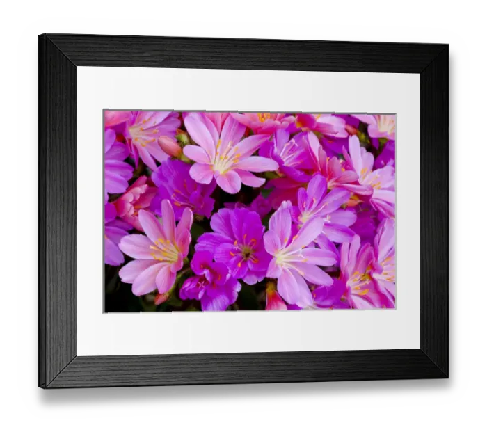 Framed Print : USA, Oregon. Columbian lewisia flowers close-up Framed Print : USA, Oregon. Columbian lewisia flowers close-up