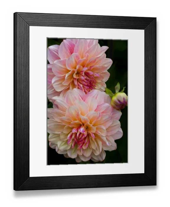 Framed Print : USA, Oregon, Shore Acres State Park. Close-up of dahlia flowers Framed Print : USA, Oregon, Shore Acres State Park. Close-up of dahlia flowers