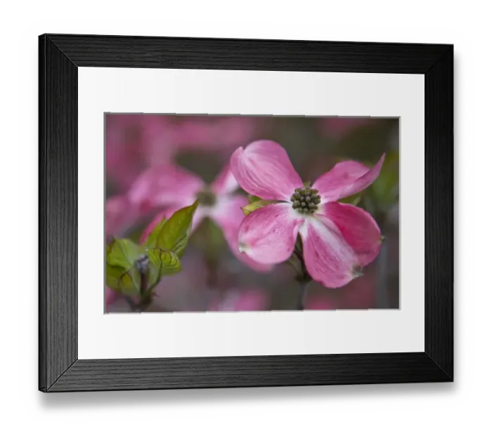 Framed Print : USA, Oregon. Pink dogwood blossom close-up