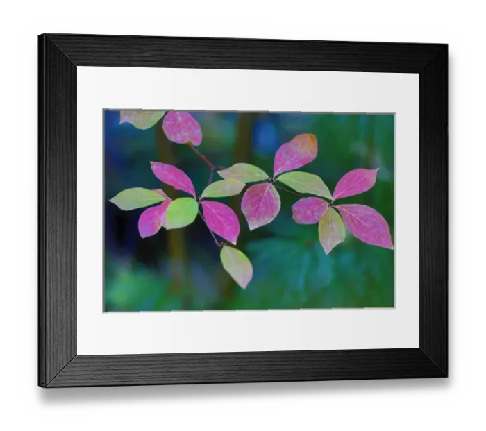 Framed Print : USA, Oregon, Rogue River Wilderness. Wild dogwood leaves in autumn
