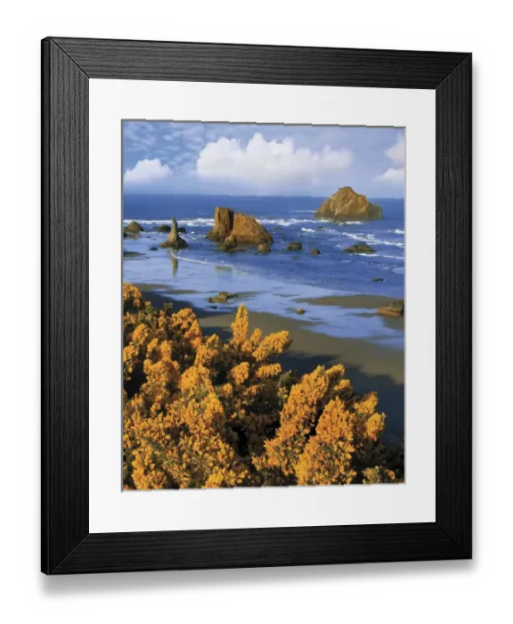 Framed Print : USA, Oregon, Bandon. Face Rock and wild gorse plants Framed Print : USA, Oregon, Bandon. Face Rock and wild gorse plants