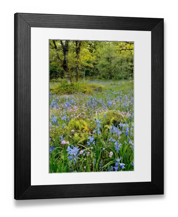 Framed Print : USA, Oregon, West Linn. Wildflowers in Camassia Natural Area Framed Print : USA, Oregon, West Linn. Wildflowers in Camassia Natural Area