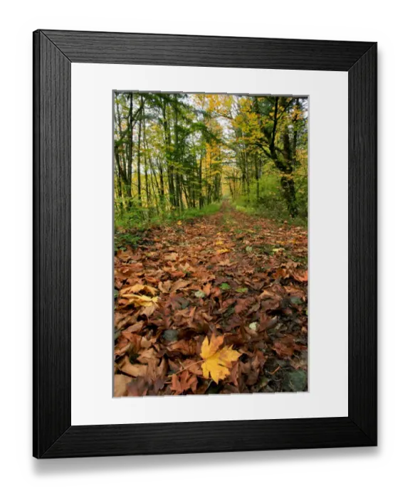 Framed Print : USA, Oregon. Big leaf maples in Columbia River Gorge National Scenic Area. Credit as Framed Print : USA, Oregon. Big leaf maples in Columbia River Gorge National Scenic Area. Credit as