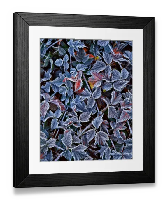 Framed Print : USA, Oregon. Frost on wild blackberry bush Framed Print : USA, Oregon. Frost on wild blackberry bush