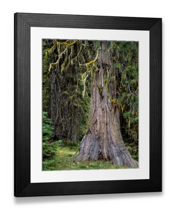 Framed Print : USA, Oregon, Rogue-Umpqua Divide Wilderness Framed Print : USA, Oregon, Rogue-Umpqua Divide Wilderness
