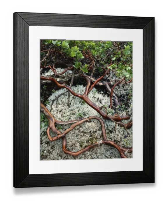 Framed Print : USA, Oregon, Mt Hood National Forest. Manzanita plant on bed of moss Framed Print : USA, Oregon, Mt Hood National Forest. Manzanita plant on bed of moss