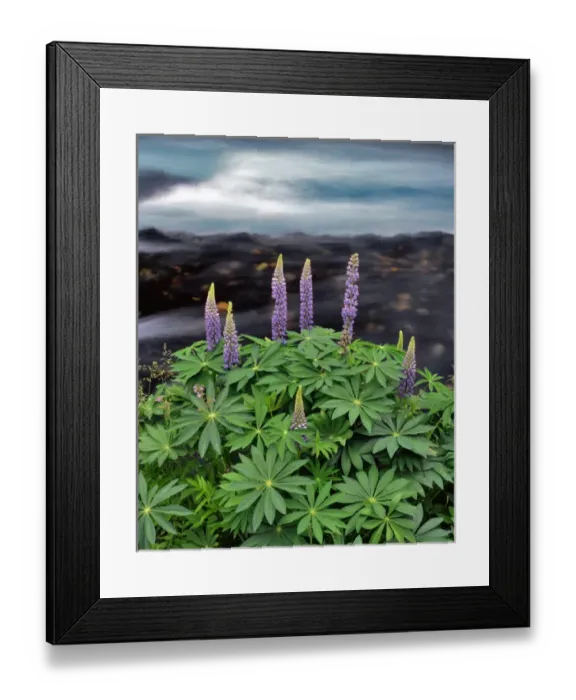 Framed Print : USA, Oregon. Lupine next to Metolius River