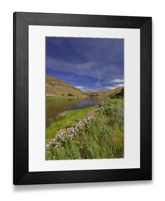 Framed Print : USA, Oregon. Milkweed along the John Day River Framed Print : USA, Oregon. Milkweed along the John Day River