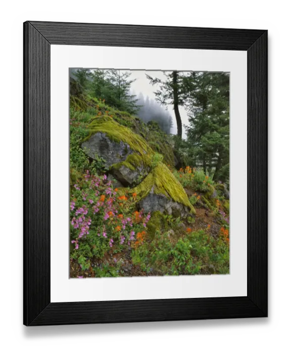 Framed Print : USA, Oregon, Mt Hood National Forest. Hillside of trees and wildflowers. Credit as Framed Print : USA, Oregon, Mt Hood National Forest. Hillside of trees and wildflowers. Credit as