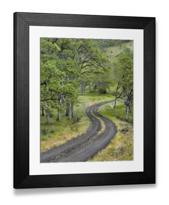 Framed Print : USA, Oregon, Columbia River Gorge National Scenic Area. Road lined with oak trees Framed Print : USA, Oregon, Columbia River Gorge National Scenic Area. Road lined with oak trees
