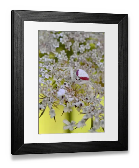 Framed Print : USA, Oregon. Crab spider on wild carrot bloom Framed Print : USA, Oregon. Crab spider on wild carrot bloom