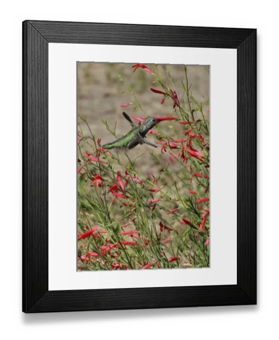 Framed Print : USA, Oregon, USA, Oregon, Portland. Hummingbird in bloom of salvia flower. Credit as Framed Print : USA, Oregon, USA, Oregon, Portland. Hummingbird in bloom of salvia flower. Credit as