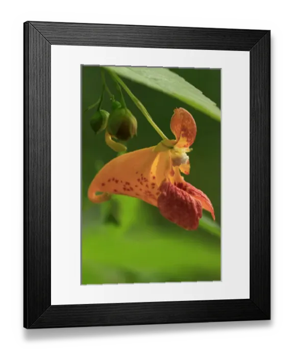 Framed Print : USA, Oregon, USA, Oregon. Close-up of jewelweed flower Framed Print : USA, Oregon, USA, Oregon. Close-up of jewelweed flower