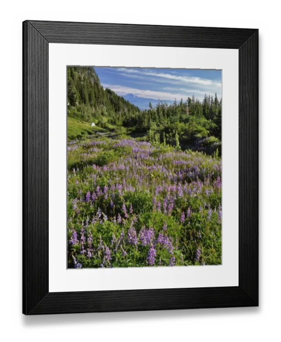 Framed Print : USA, Oregon, Mount Hood Wilderness. Lupine in Elk Cove Framed Print : USA, Oregon, Mount Hood Wilderness. Lupine in Elk Cove